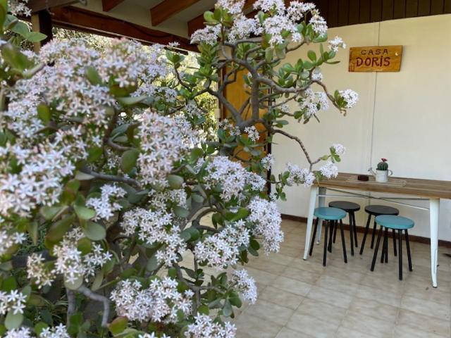 הוילה Vicuña Casa Doris מראה חיצוני תמונה